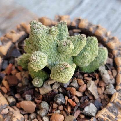 Pseudolithos Caput-Viperae - Snake Head - Viper Head