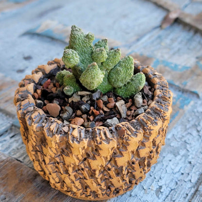 Pseudolithos Caput-Viperae - Snake Head - Viper Head