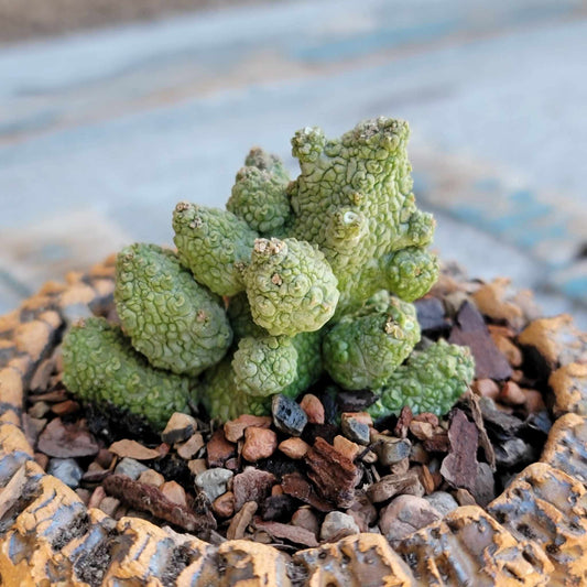 Pseudolithos Caput-Viperae - Snake Head - Viper Head