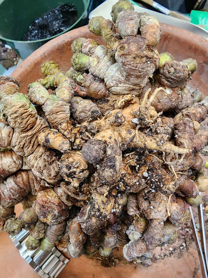 Puna Bonnieae - Maihueniopsis bonnieae