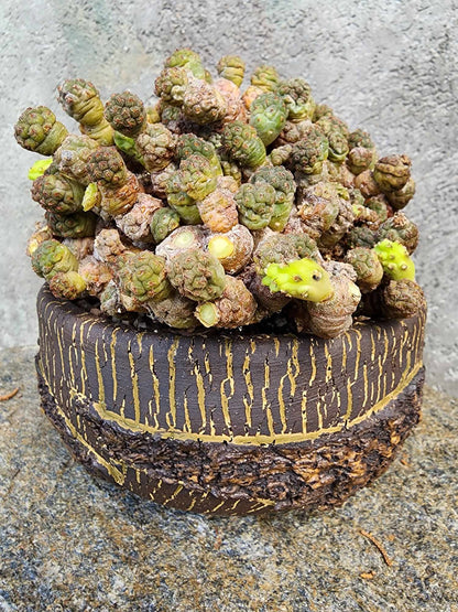Puna Bonnieae - Maihueniopsis bonnieae