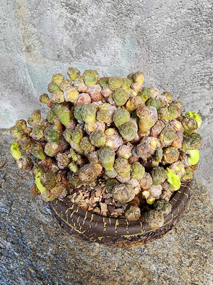 Puna Bonnieae - Maihueniopsis bonnieae