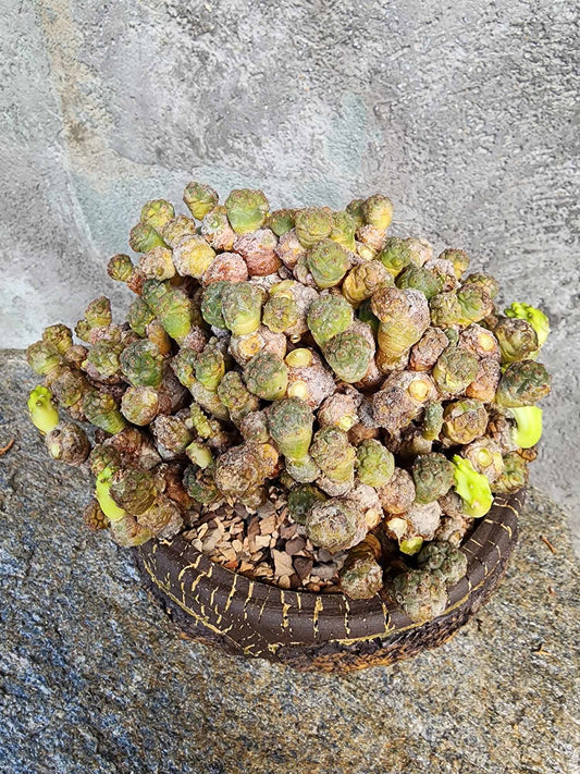 Puna Bonnieae - Maihueniopsis bonnieae