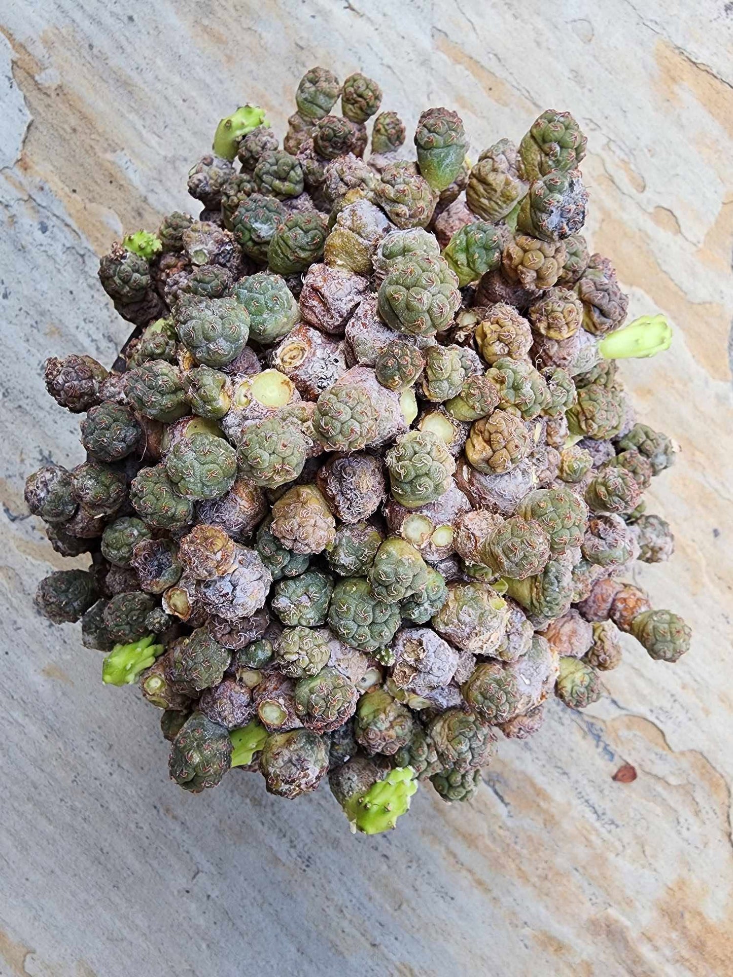 Puna Bonnieae - Maihueniopsis bonnieae
