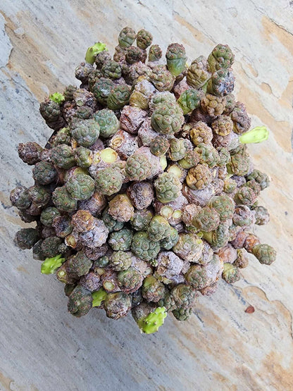 Puna Bonnieae - Maihueniopsis bonnieae