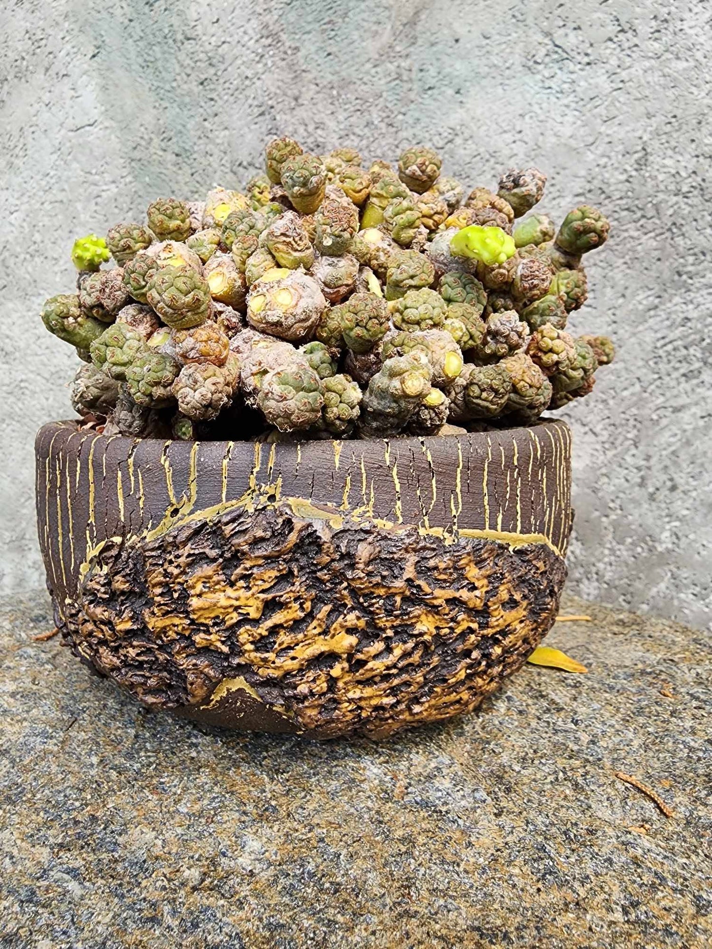 Puna Bonnieae - Maihueniopsis bonnieae