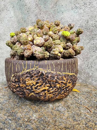 Puna Bonnieae - Maihueniopsis bonnieae