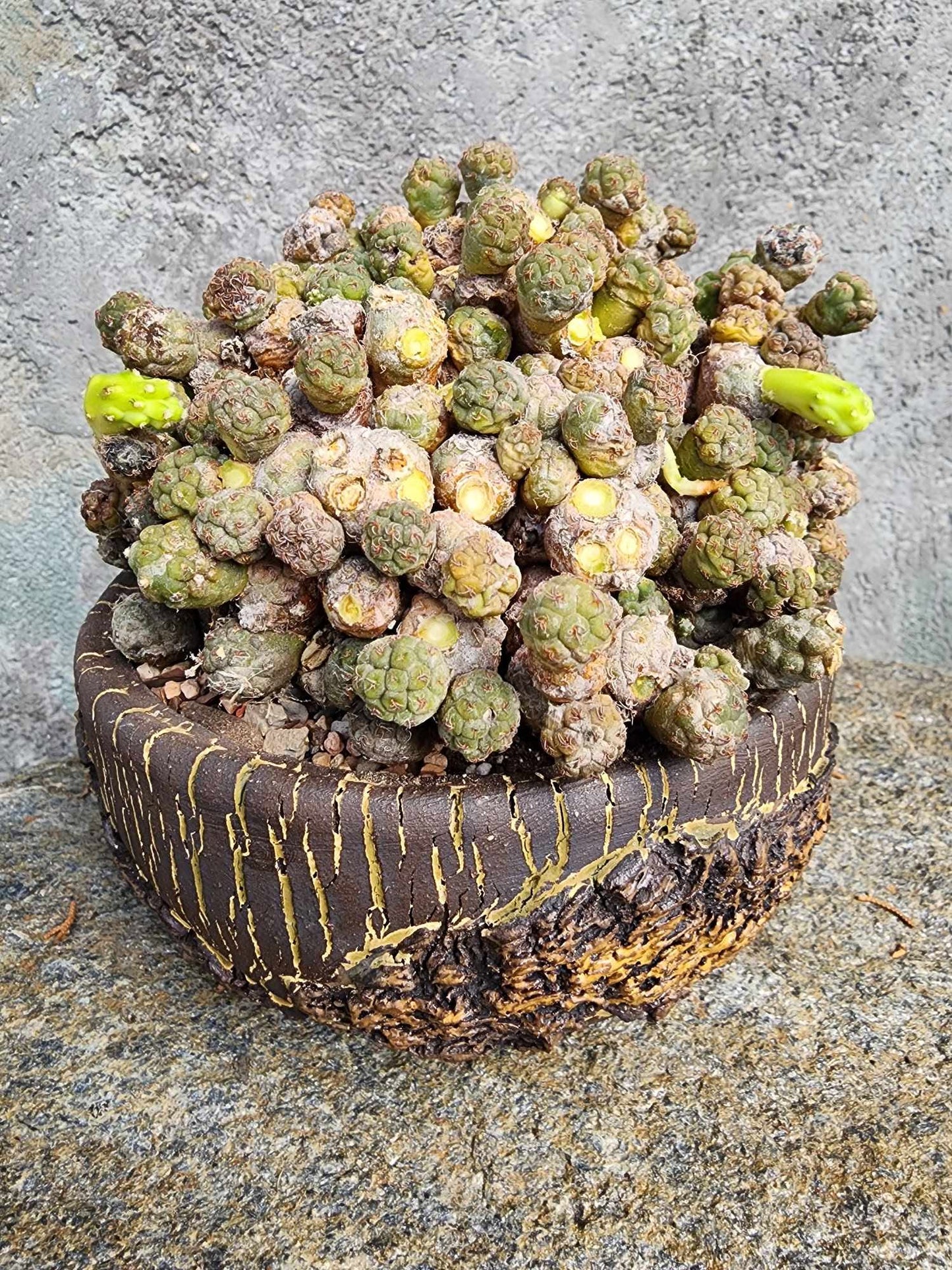 Puna Bonnieae - Maihueniopsis bonnieae