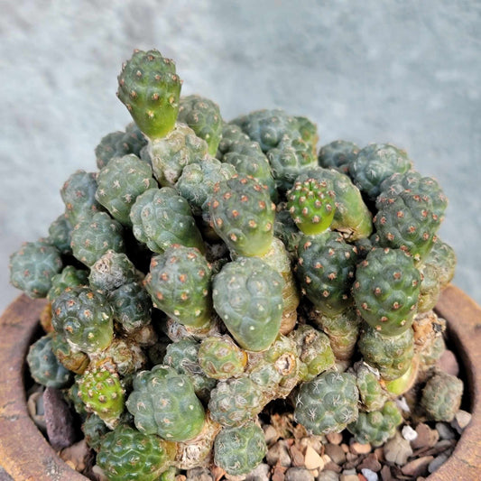 Puna Bonnieae
