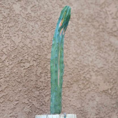 Rainbow Myrtillocactus geometrizans variegata cv. 'Rainbow'