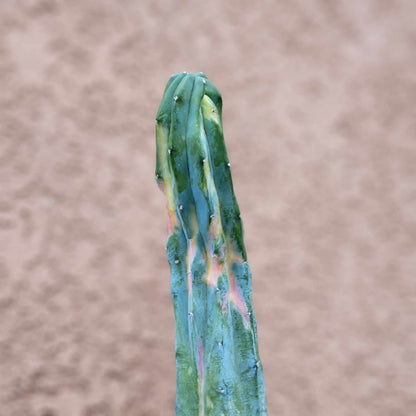 Rainbow Myrtillocactus geometrizans variegata cv. 'Rainbow'