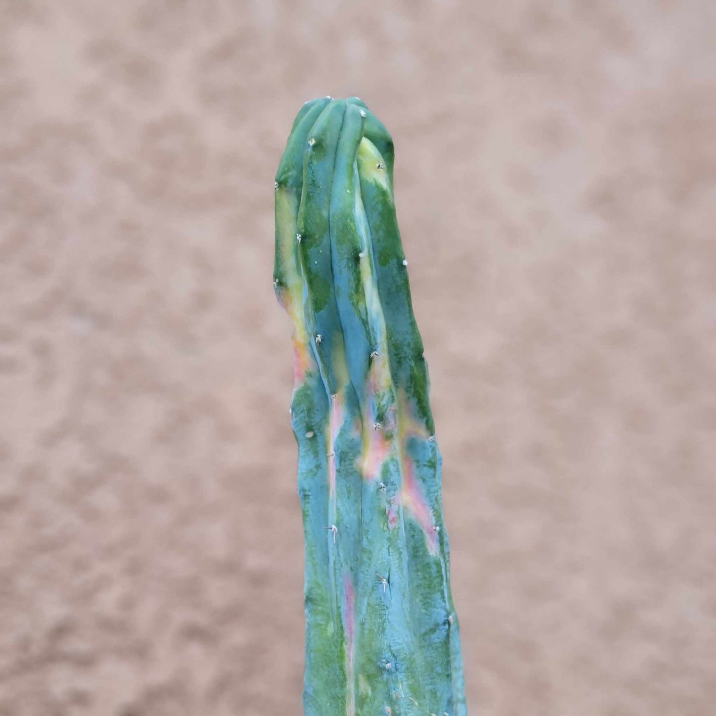 Rainbow Myrtillocactus geometrizans variegata cv. 'Rainbow'