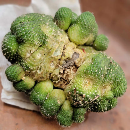 Rebutia krainziana cv. inermis cristata - XL