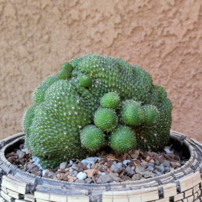 Rebutia krainziana cv. inermis cristata - XL