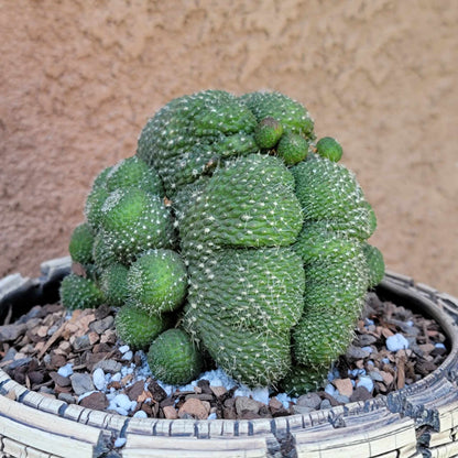 Rebutia krainziana cv. inermis cristata - XL