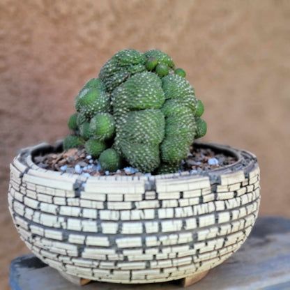 Rebutia krainziana cv. inermis cristata - XL