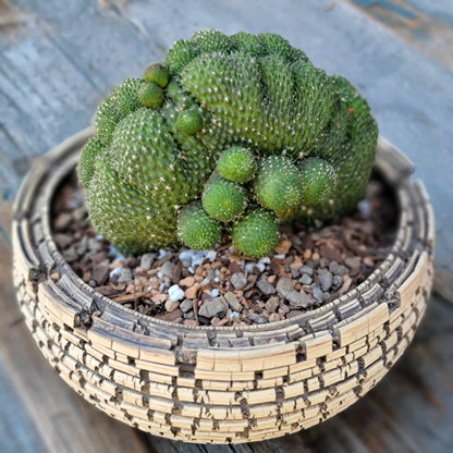 Rebutia krainziana cv. inermis cristata - XL