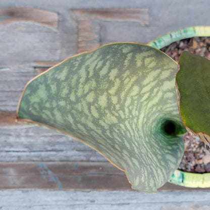 Sansevieria Masoniana - Whale Fin - Snake Plant