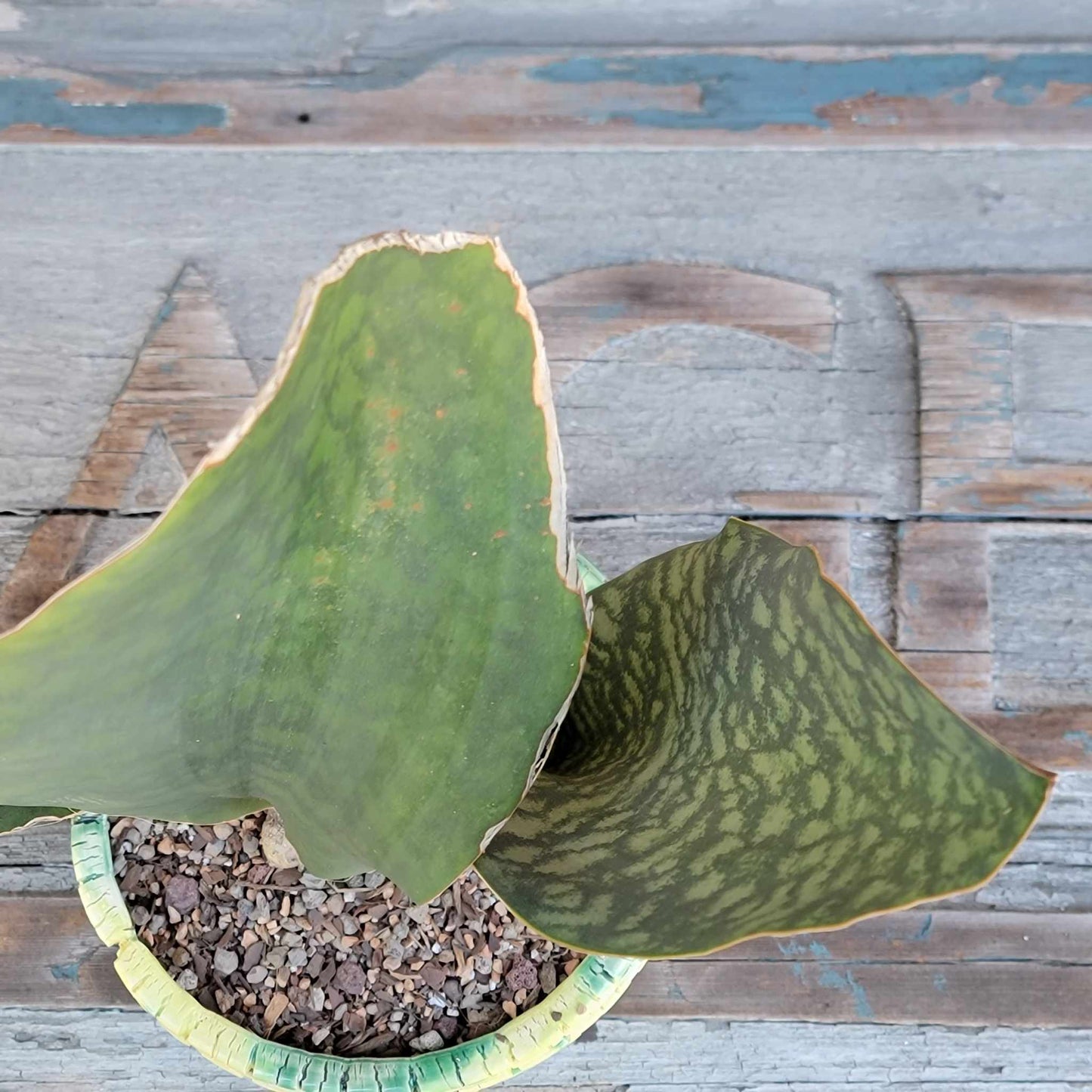 Sansevieria Masoniana - Whale Fin - Snake Plant