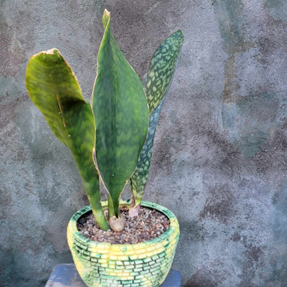 Sansevieria Masoniana - Whale Fin - Snake Plant