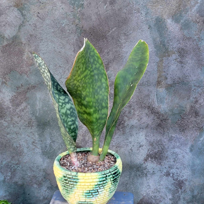 Sansevieria Masoniana - Whale Fin - Snake Plant