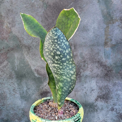 Sansevieria Masoniana - Whale Fin - Snake Plant