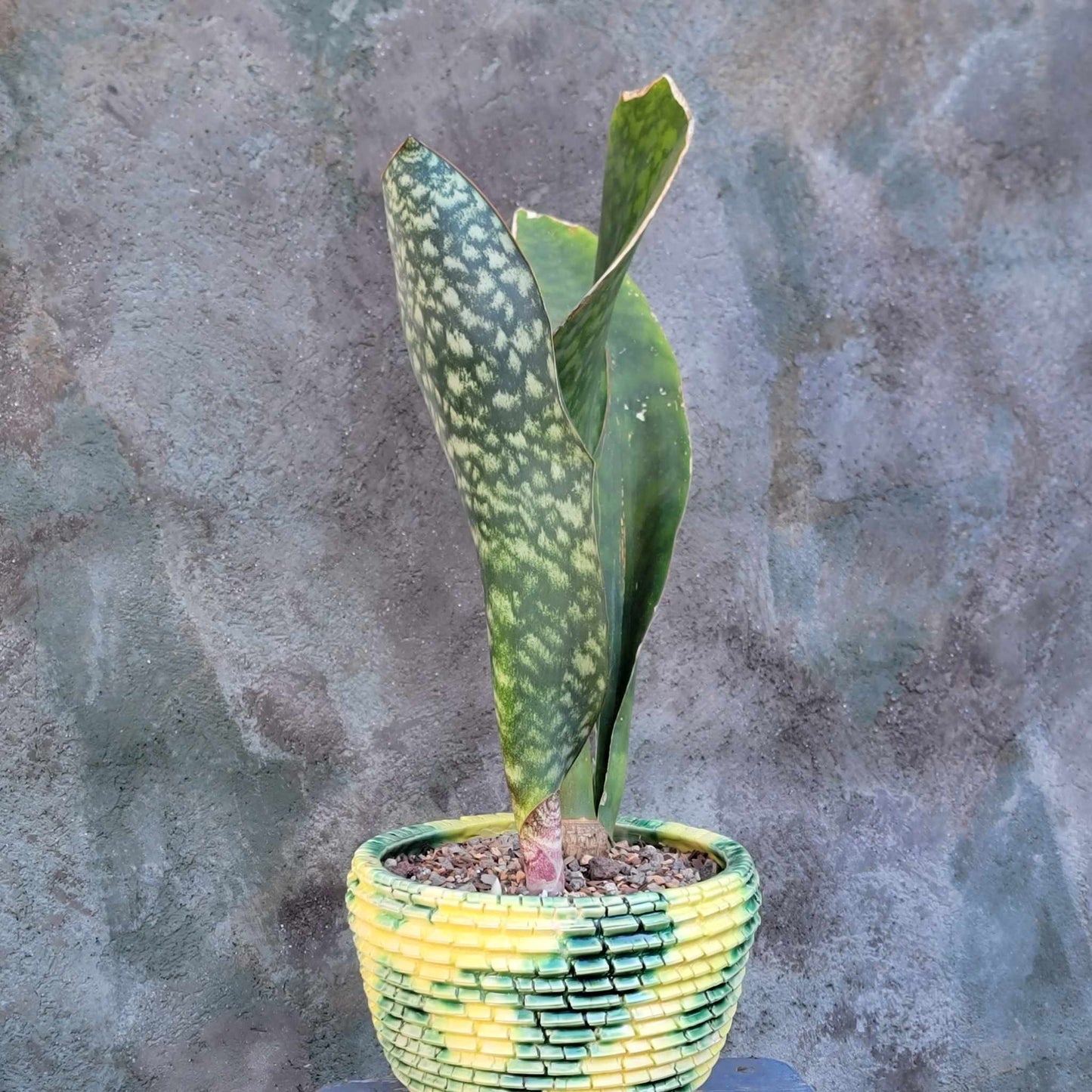 Sansevieria Masoniana - Whale Fin - Snake Plant