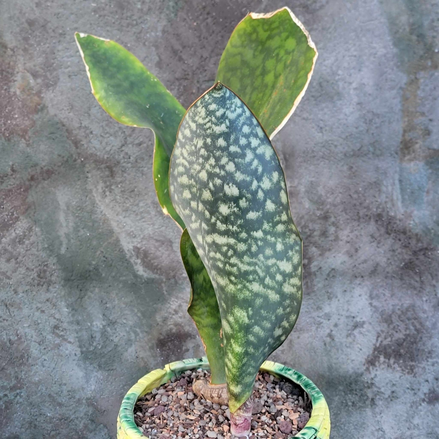 Sansevieria Masoniana - Whale Fin - Snake Plant