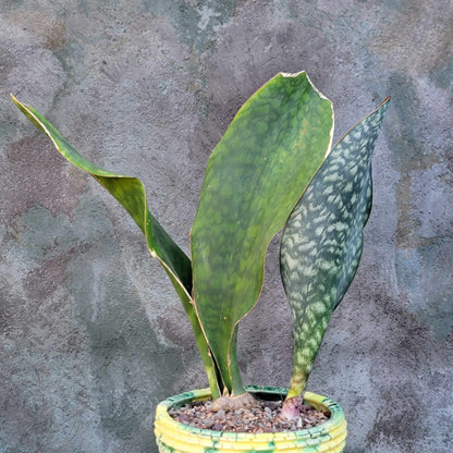 Sansevieria Masoniana - Whale Fin - Snake Plant