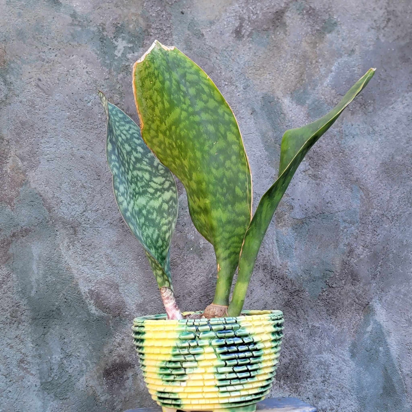 Sansevieria Masoniana - Whale Fin - Snake Plant