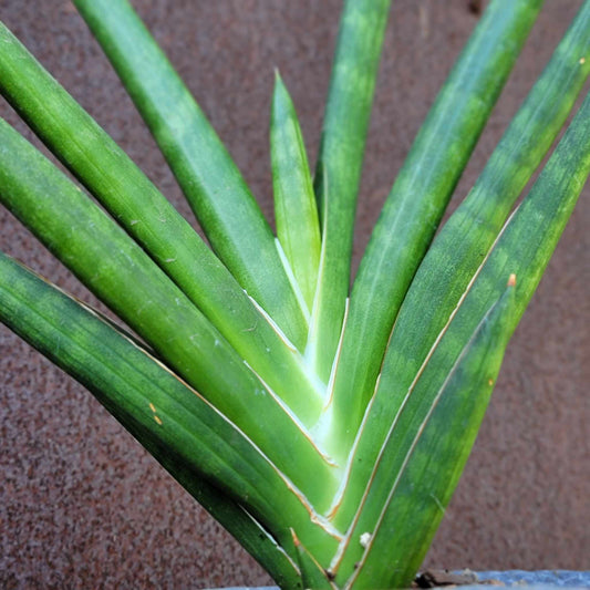 Sansevieria cylindrica - Dracaena angolensis