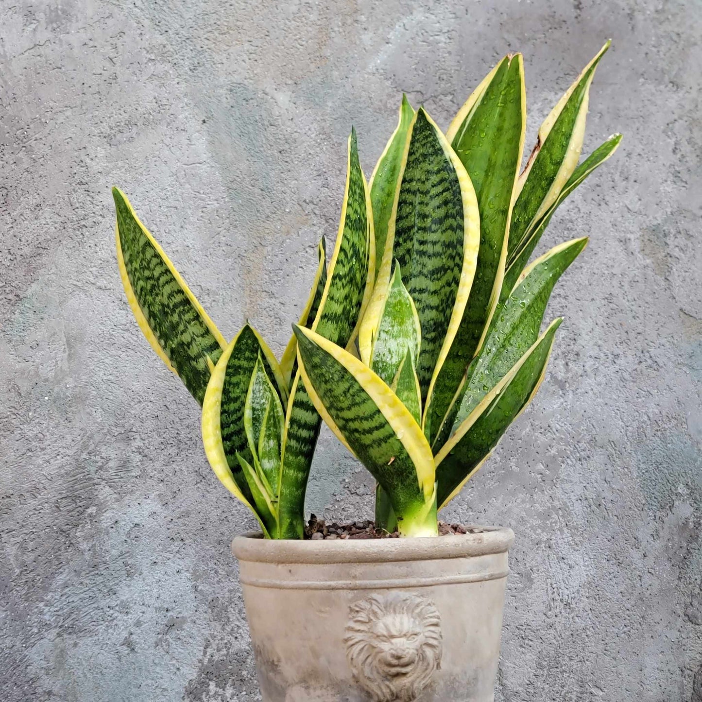 Sansevieria trifasciata 'Gold Flame' - Snake Plant