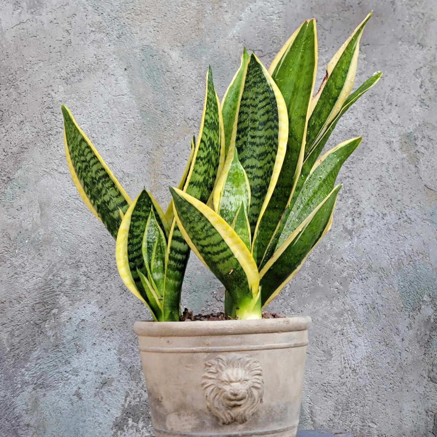 Sansevieria trifasciata 'Gold Flame' - Snake Plant