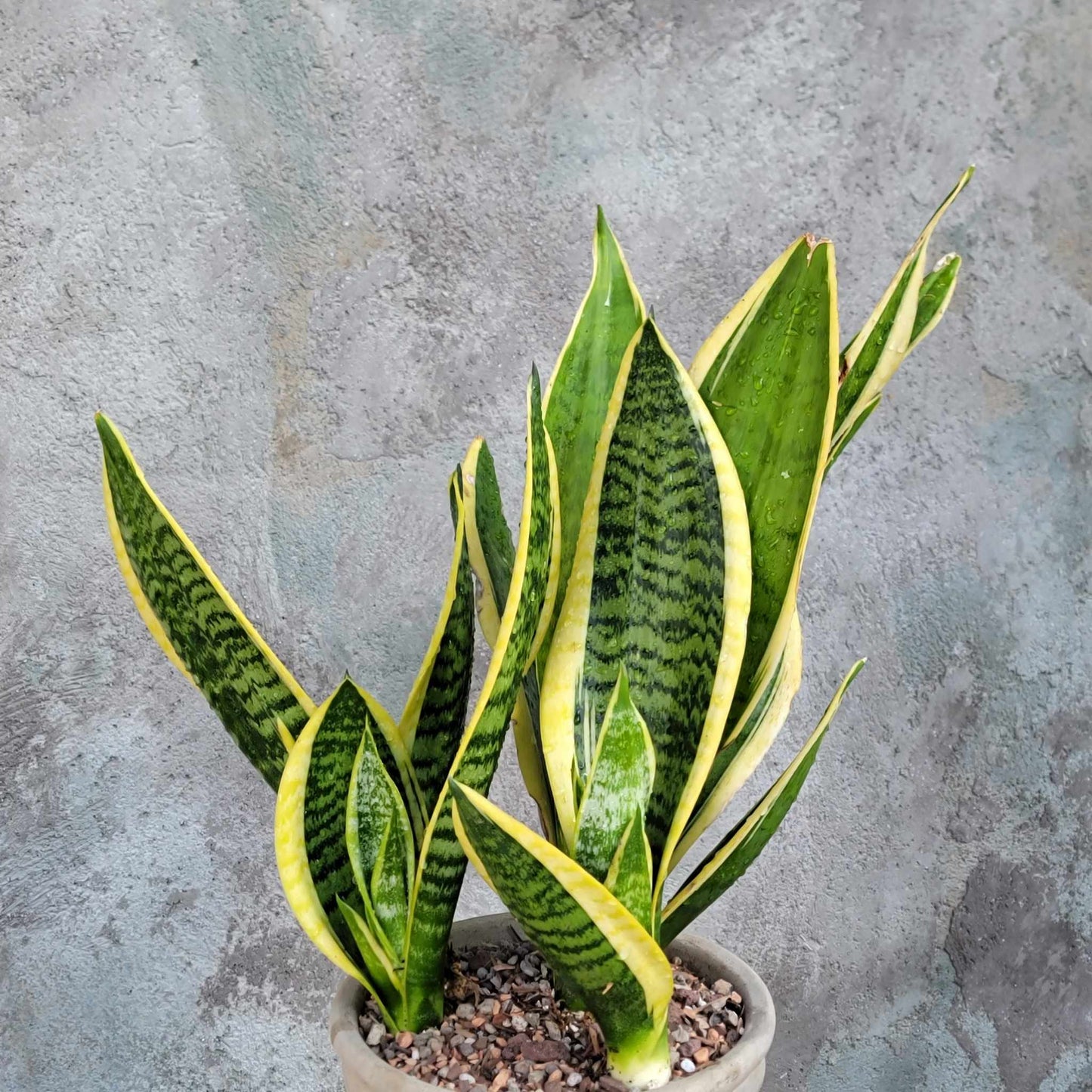 Sansevieria trifasciata 'Gold Flame' - Snake Plant