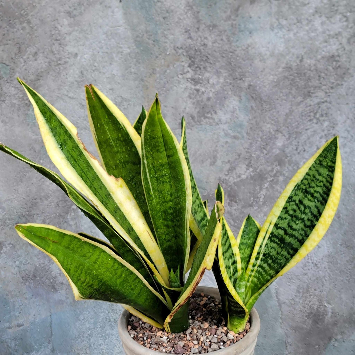 Sansevieria trifasciata 'Gold Flame' - Snake Plant