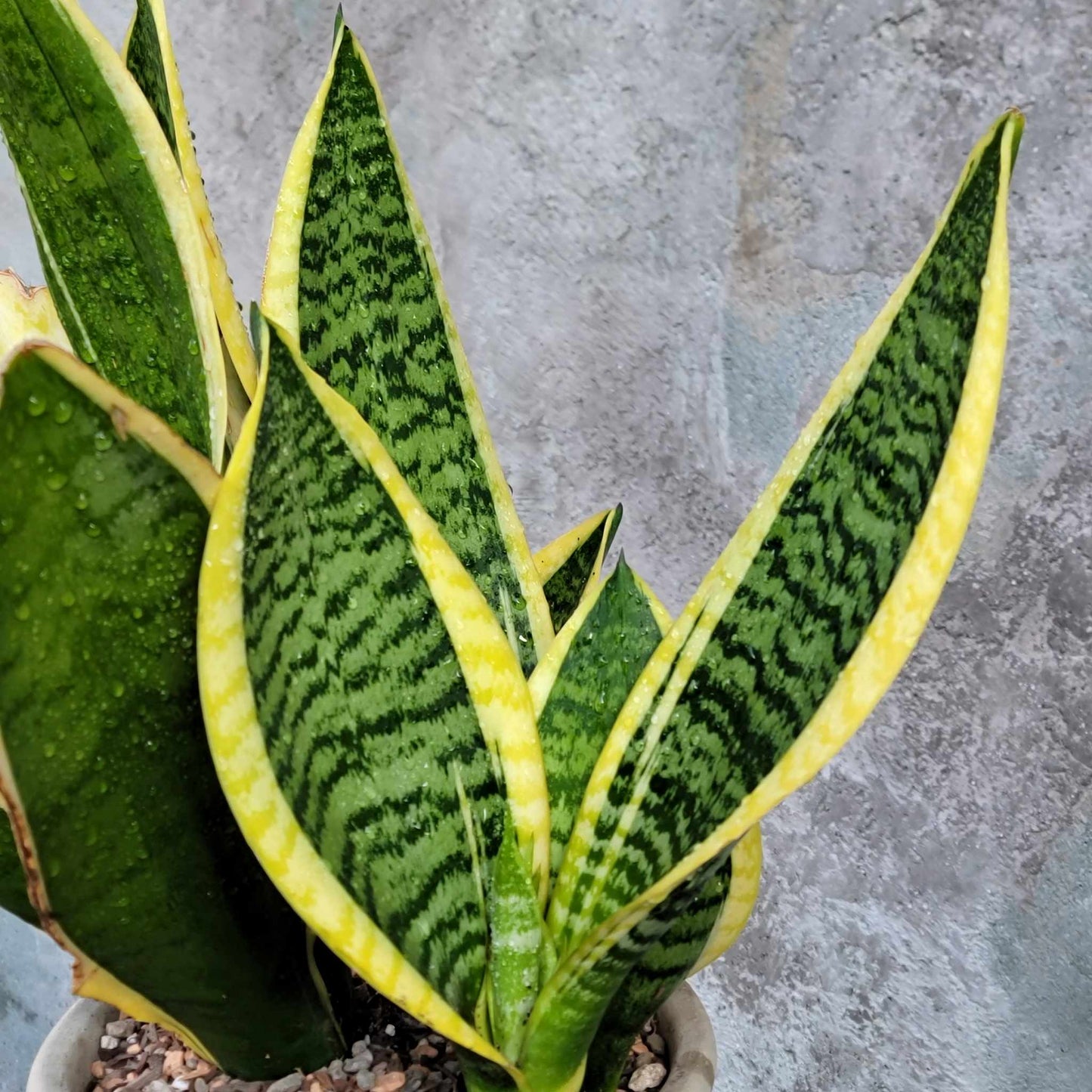 Sansevieria trifasciata 'Gold Flame' - Snake Plant