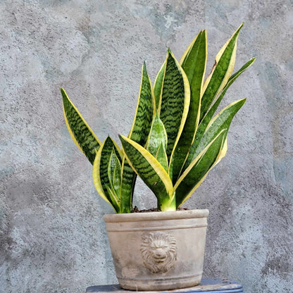 Sansevieria trifasciata 'Gold Flame' - Snake Plant