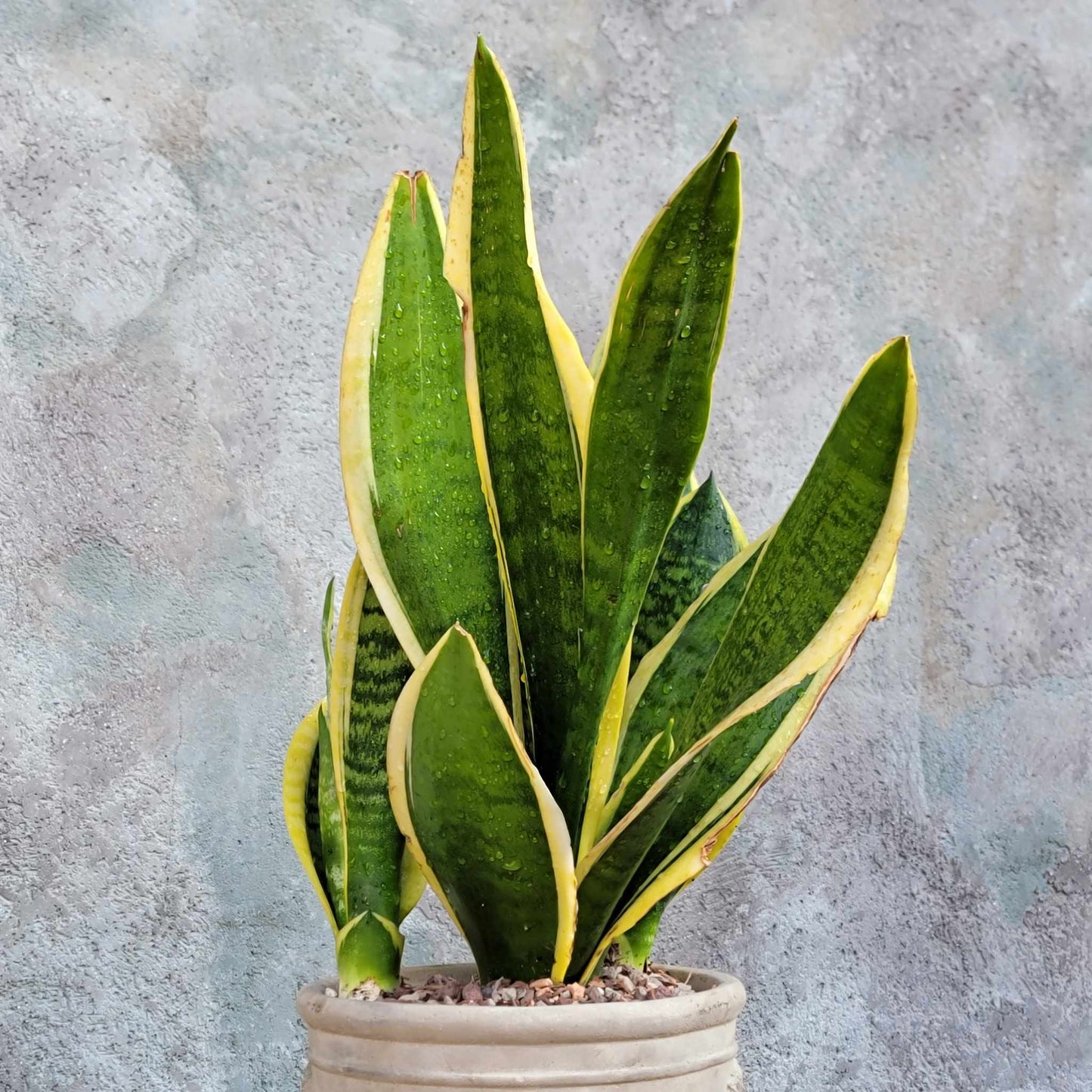 Sansevieria trifasciata 'Gold Flame' - Snake Plant