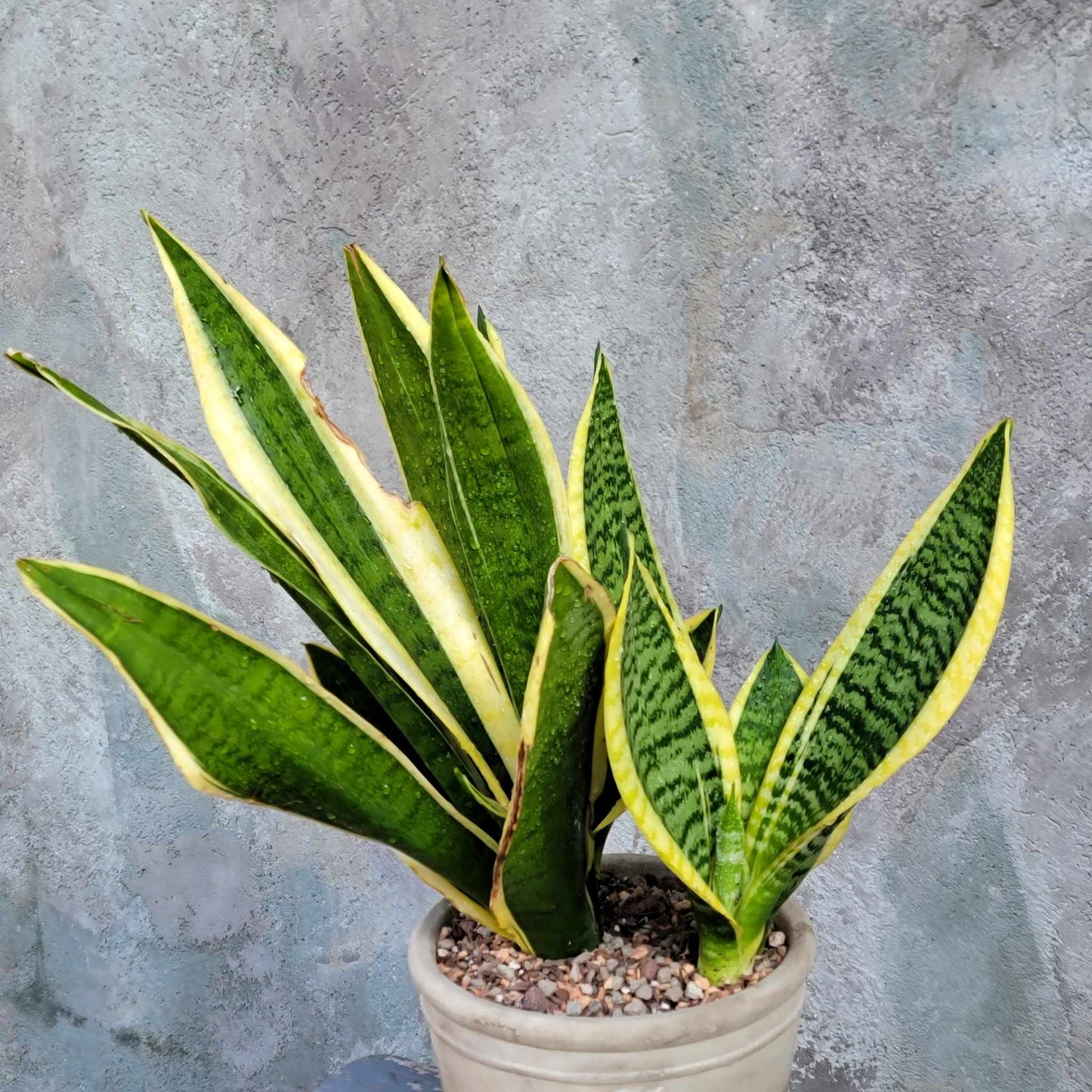 Sansevieria trifasciata 'Gold Flame' - Snake Plant