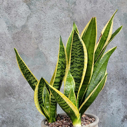 Sansevieria trifasciata 'Gold Flame' - Snake Plant