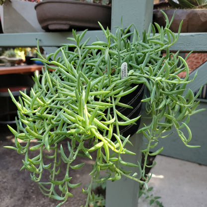 String of Trailing Succulents - 15 Varieties