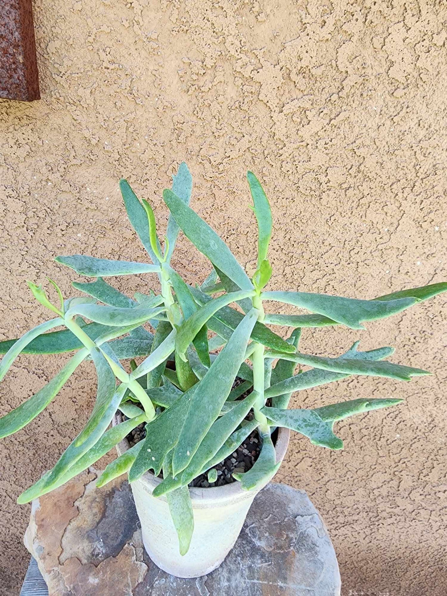 Senecio kleiniiformis — Spear Head