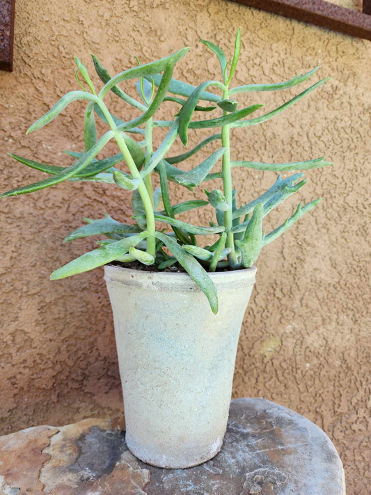Senecio kleiniiformis — Spear Head