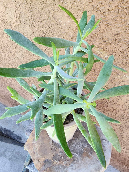 Senecio kleiniiformis — Spear Head