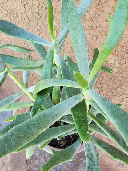 Senecio kleiniiformis — Spear Head