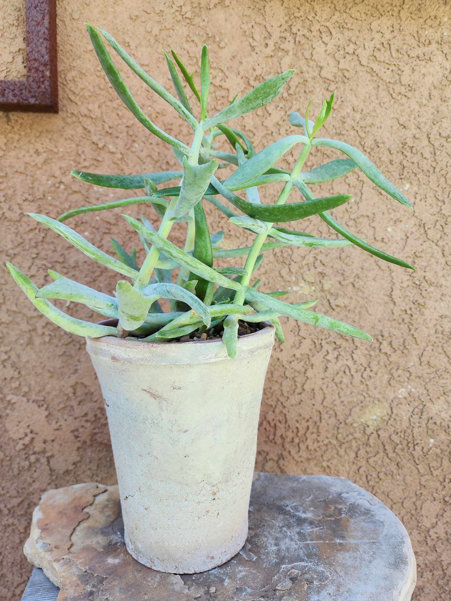 Senecio kleiniiformis — Spear Head