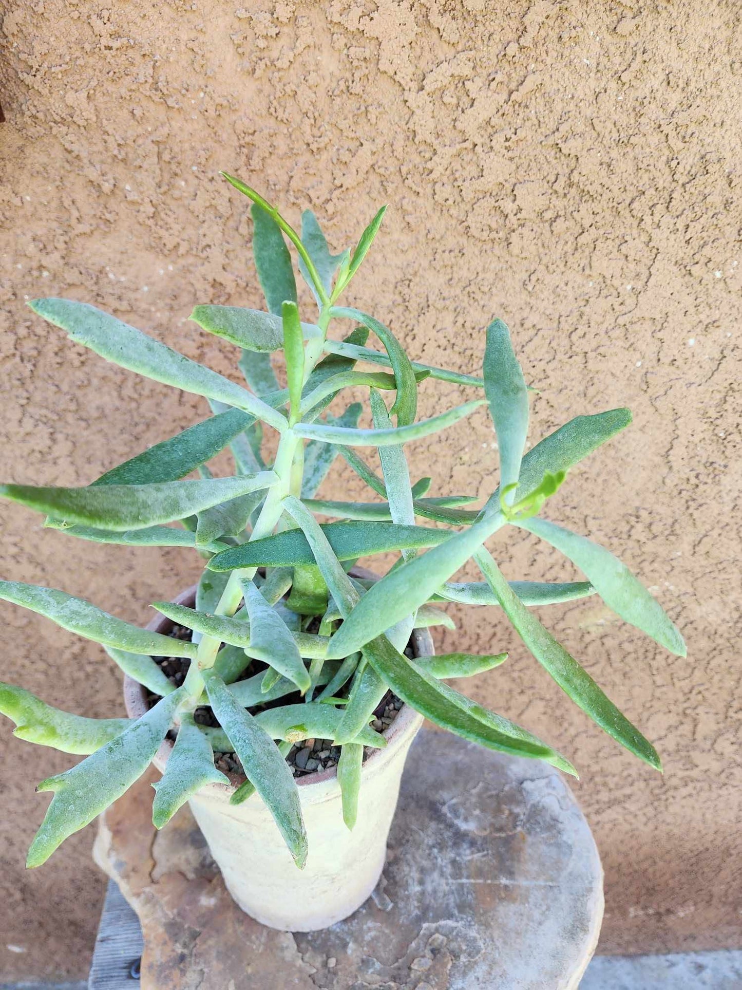 Senecio kleiniiformis — Spear Head