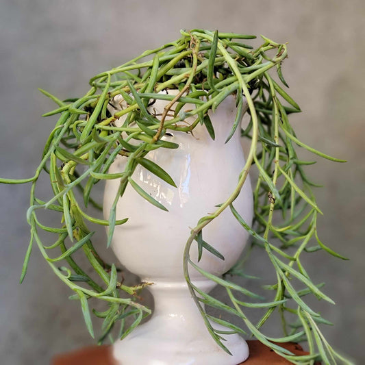 Senecio radicans - String of Fishhooks