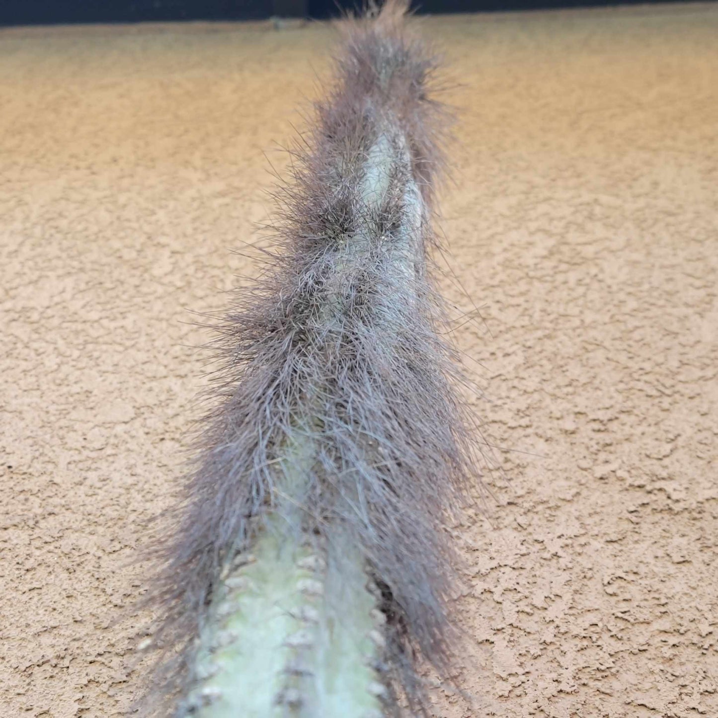 Senita - Lophocereus Schottii - Woolly Rhinoceros Cactus - 4 Feet Tall!