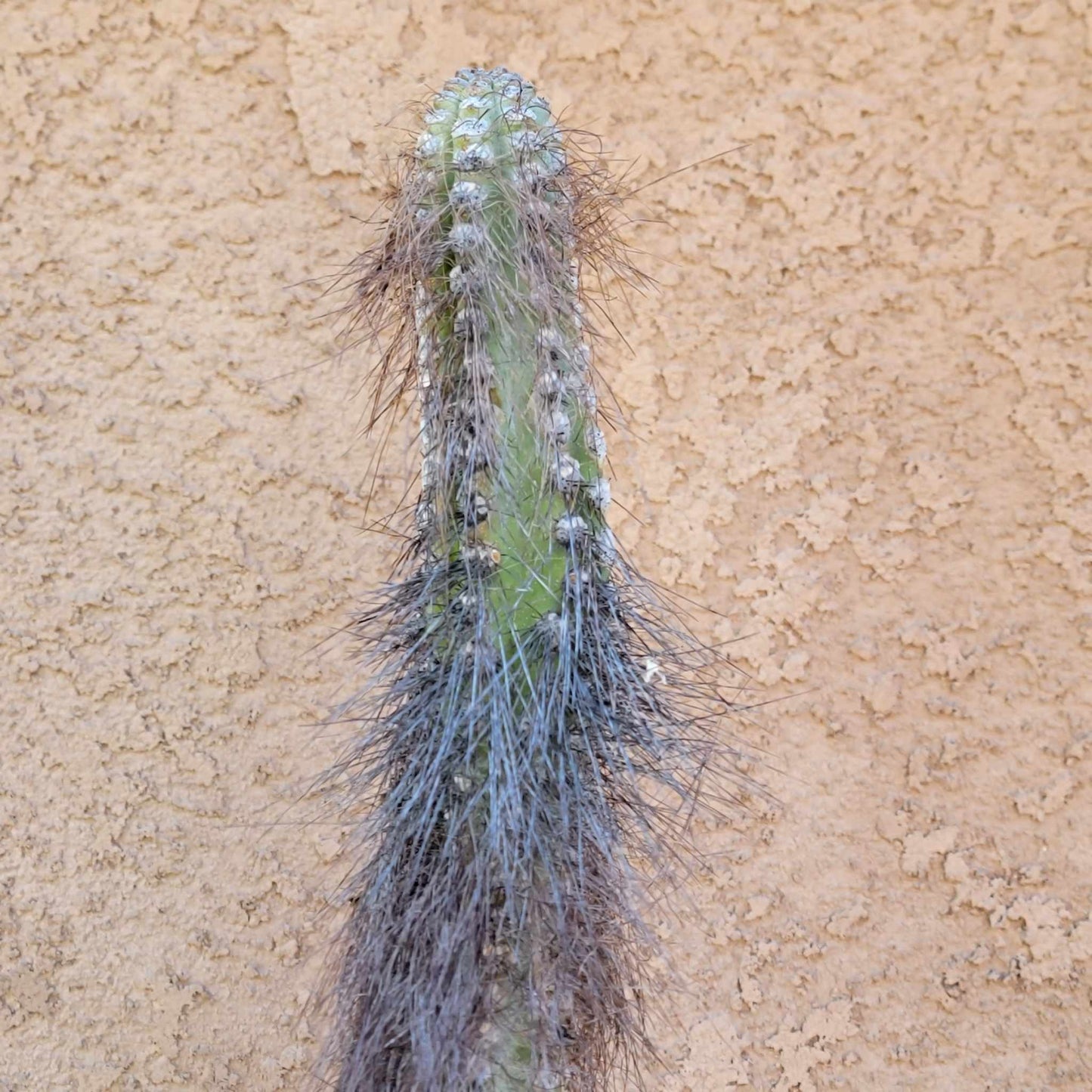 Senita - Lophocereus Schottii - Woolly Rhinoceros Cactus - 4 Feet Tall!